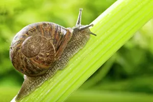 Celery: Common Garden SNAIL - climbing Celery stalk