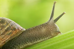 Celery: Common Garden SNAIL - close-up of head, on celery stalk