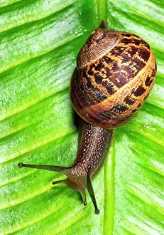 Helix: Common Garden SNAIL - Crawling over fern leaf