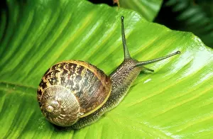 Helix: Common Garden SNAIL - on fern