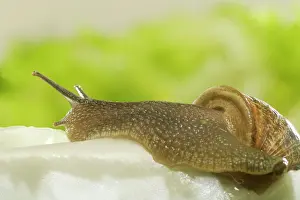 Aspersa: Common Garden SNAIL - on lettuce