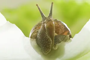 Aspersa: Common Garden SNAIL - on lettuce