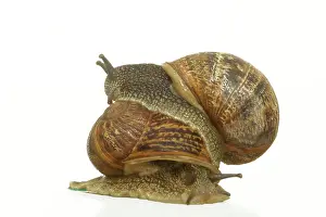 Aspersa: Common Garden SNAIL - two, mating
