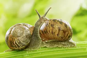 Celery: Common Garden SNAIL - two, mating on celery stalk