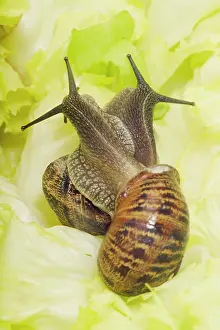 Aspersa: Common Garden SNAIL - two, mating on lettuce leaf