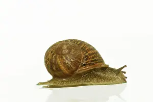 Aspersa: Common Garden SNAIL - side view