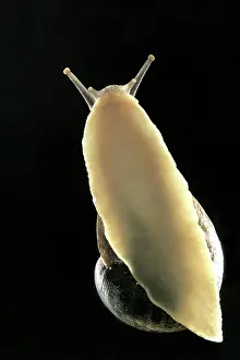 Aspersa: Common Garden SNAIL - view of underside