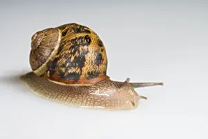 Helix: Common garden snail - white background