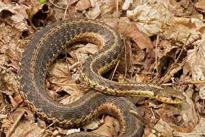 Sirtalis: Common Garter Snake