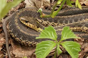 Thamnophis: Common Garter Snake