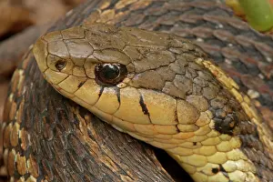 Thamnophis: Common Garter Snake