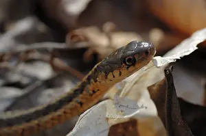 Thamnophis: Common Garter Snake