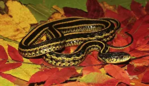 Nonvenomous: Common Garter Snake
