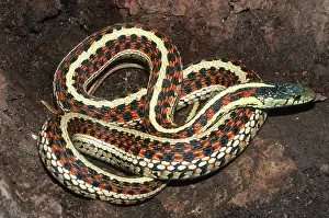 Herps: Common Garter Snake