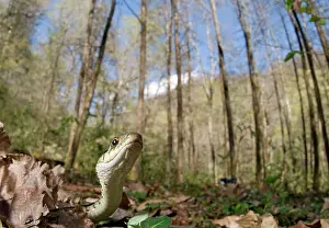 Thamnophis: Common Garter Snake