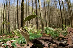 Thamnophis: Common Garter Snake