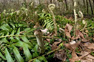 Thamnophis: Common Garter Snake