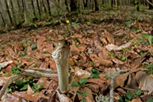 Thamnophis: Common Garter Snake