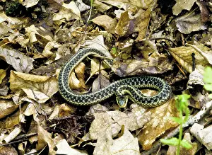 Harmless: Common Garter Snake