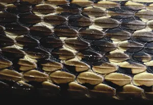 Covering: Common Garter Snake Scales