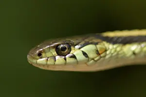 Thamnophis: Common garter snake, Thamnophis sirtalis