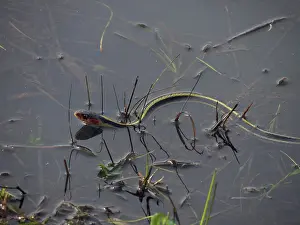 Subspecies: Common Gartersnake, Valley Subspecies