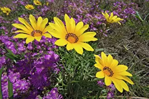 Gazania: Common Gazania flowering amongst mesembryanthemums