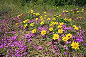 Gazania: Common Gazania flowering amongst mesembryanthemums