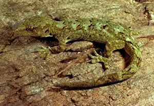 Maculatus: Common gecko