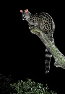 Genets: Common Genet adult on top of a log