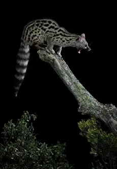Genets: Common Genet adult on top of a log