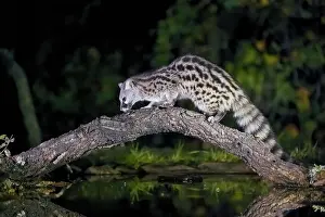 Predatory: Common genet (Genetta genetta), on branch above