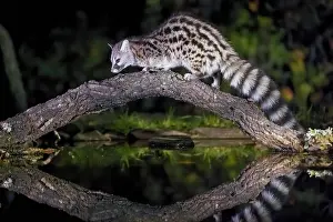 Predatory: Common genet (Genetta genetta), with reflection