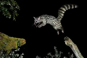 Genets: Common Genet jumping at night
