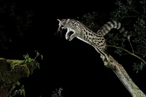 Genets: Common Genet jumping at night