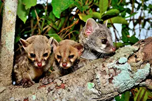 Genets: Common genets (Genetta genetta), young animals on