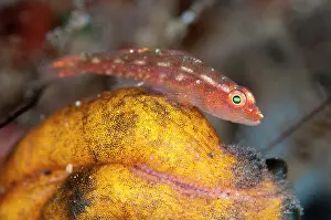 Squirt: Common Ghost Goby