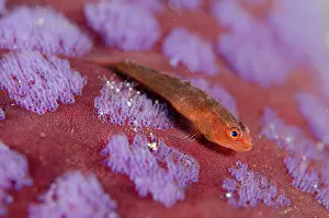 Ghost: Common Ghost Goby on Cushion Star