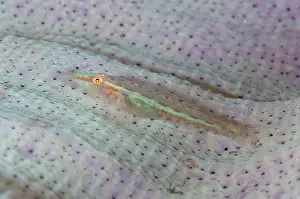 Mossambica: Common Ghost Goby on Elephant Ear sponge