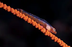 Ghost: Common Ghost Goby - on whip coral with parasite