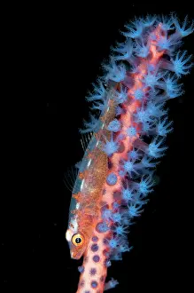 Polyps: Common Ghostgoby