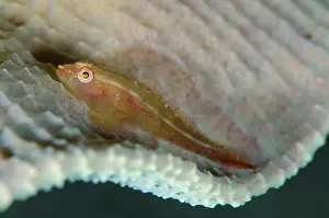 Dash: Common Ghostgoby