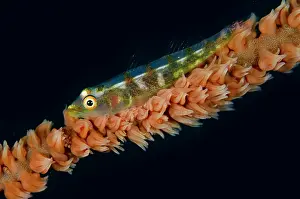 Dash: Common Ghostgoby