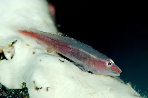 Dash: Common Ghostgoby on coral Pantai Parigi dive site