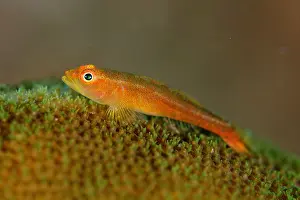 Seraya: Common Ghostgoby on coral - Sidem dive site, Seraya, Bali