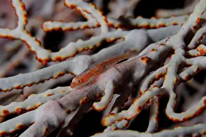 Jemeluk: Common Ghostgoby - Jemeluk Bay dive site, Amed