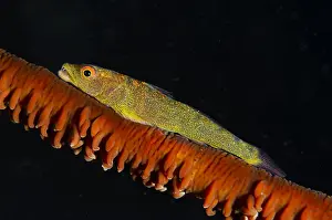 161018: Common Ghostgoby - on whip coral - Melasti dive