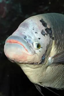Sumatra: Common (Giant) Gourami - originally from Java and