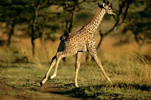 Tippelski: Common Giraffe - running