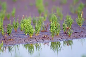 Salicornia: Common GLASSWORT / Marsh Samphire - At water's edge